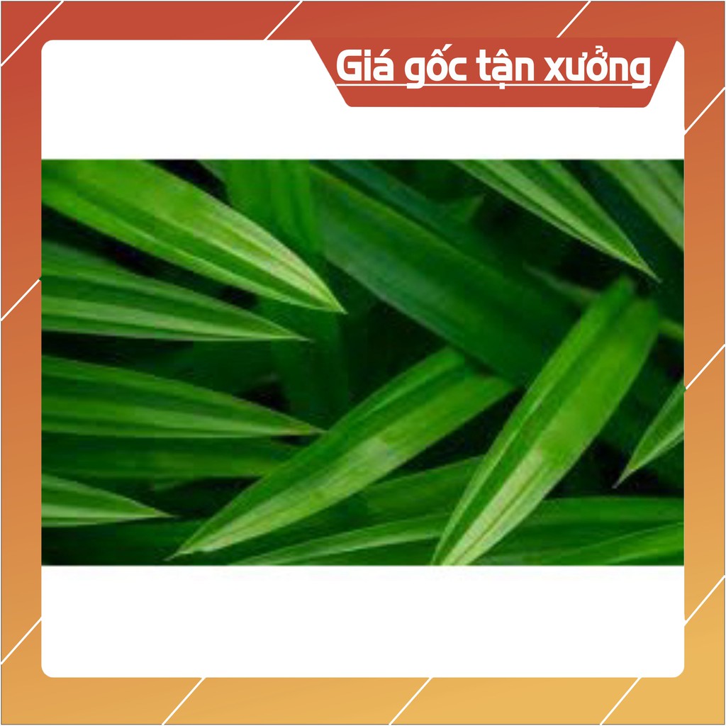 [LẺ NHƯ SỈ] Lá dứa, lá nếp khô (sao vàng, hạ thổ) thơm mát (100gram-200gram)