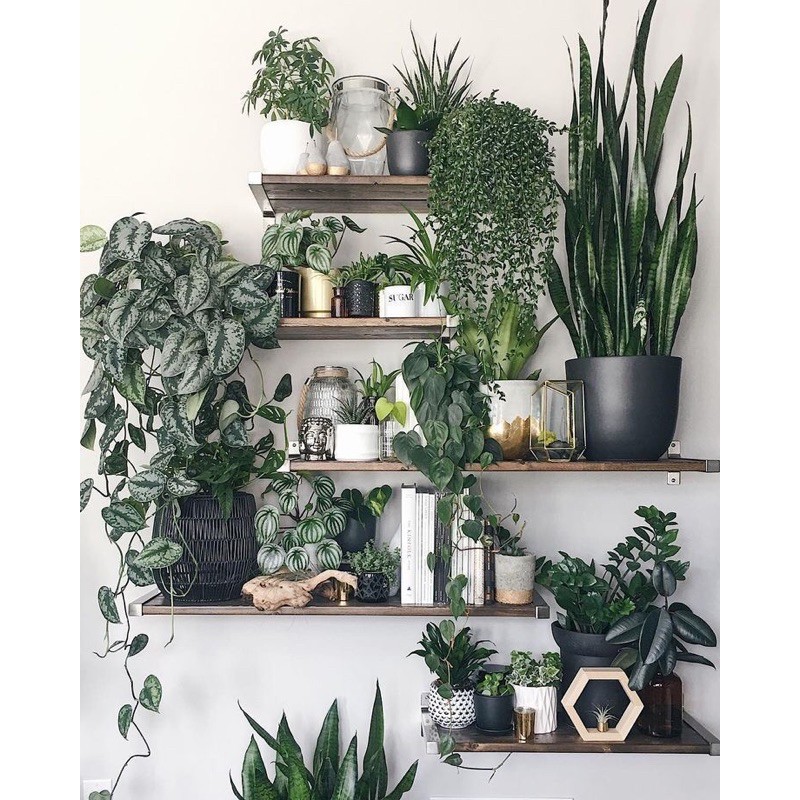 Chậu cứng khách đặt