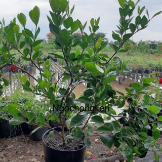 Bạch thiên hương size đại