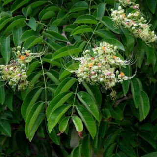 Cây gõ đỏ cao từ 1m