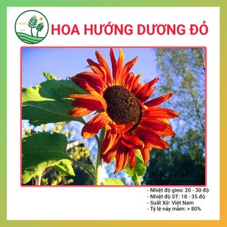 Hạt Giống Hoa Hướng Dương Đỏ - 30H