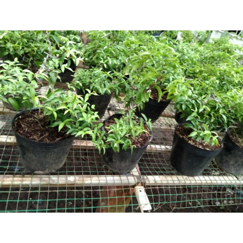 Mai chiếu thủy bonsai