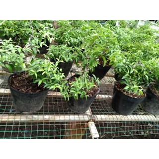 Mai chiếu thủy bonsai