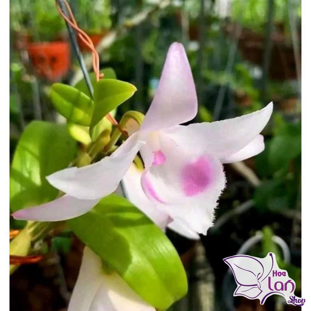 Lan Phi Điệp 🌸SHIP NGUYÊN CHẬU 🌸 Hồng Yên Thủy - Hồng Mỹ Nhân - MInh Châu -  Ắ Hậu
