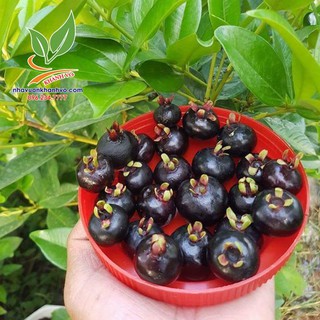 Cherry brazil trưởng thành