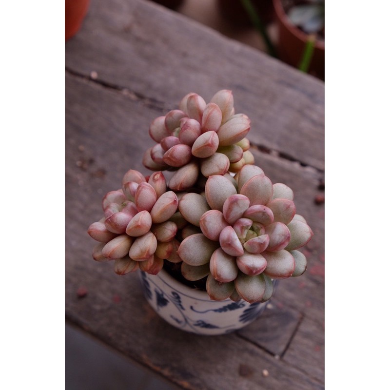 (GRAPTOVERIA AMETHORUM) SEN ĐÁ VE CHÓ, SỎI INDO, HẠT CÚC