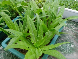 Hạt giống rau diếp thơm