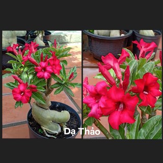 5 cây sứ thái giống
