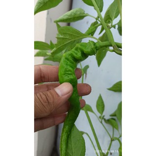 hạt ớt ristra cayenne hybrid