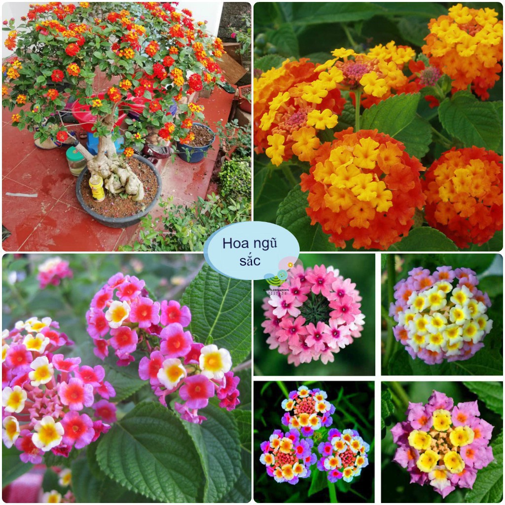 Hạt Giống Hoa Ngũ Sắc 50 hạt (tặng kèm phân)