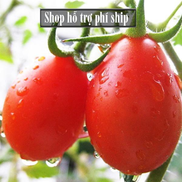 Hỗ trợ Ship-  -(VƯỜN TRONG NHÀ) Hạt giống Cà chua hình lê (loại dài màu đỏ) Combo 30 hạt phù hợp khí hậu nhiệt đới-HP100