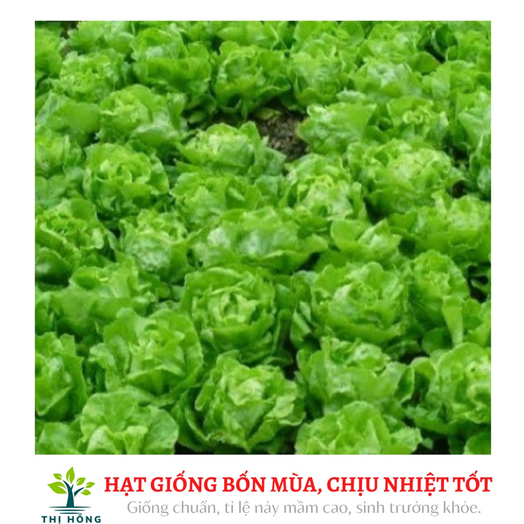 Hạt giống xà lách đăm số 1 2g