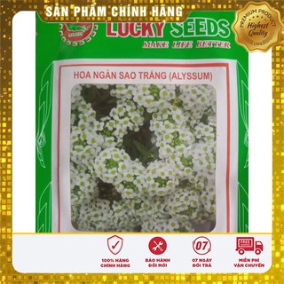 Hạt giống hoa ngàn sao trắng (50 hạt)