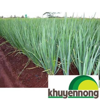 Gói 5 gr hạt giống hành ta