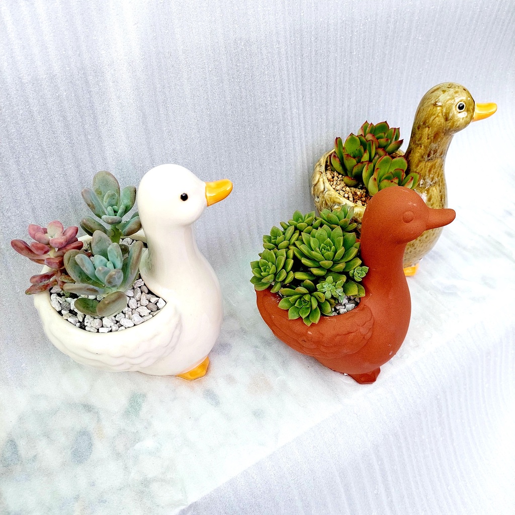 Chậu đất nung, Chậu sen đá - Vịt thiếu nhi, miệng chậu 8cm, chiều cao 9cm tới lưng, 20cm tới đầu
