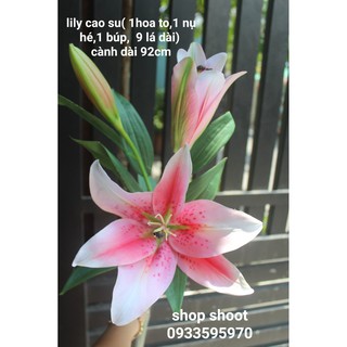 HOA LILY CAO SU