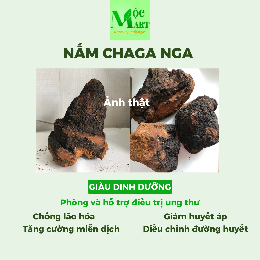 Nấm Chaga tự nhiên của Nga giàu dinh dưỡng, giảm đường huyết, mỡ máu, ngăn lão hóa, tăng hệ miễn dịch