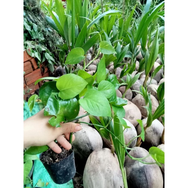 TRẦU BÀ, Nhìu loại.9k /bầu