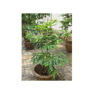 Cây Trầm Hương ( Cây Gió Bầu)