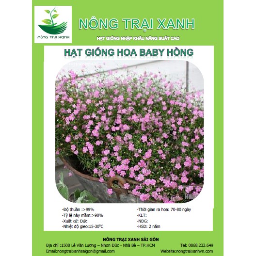 Hạt Giống Hoa Baby Hồng Xinh  - MUA 3 TẶNG 1 CÙNG LOẠI