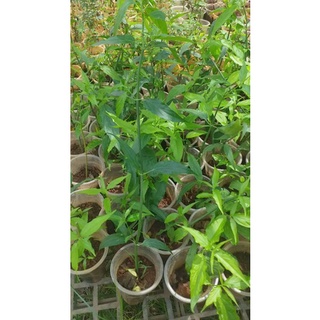 Cây Xương Khỉ (Bìm Bịp, Mảnh Cộng)