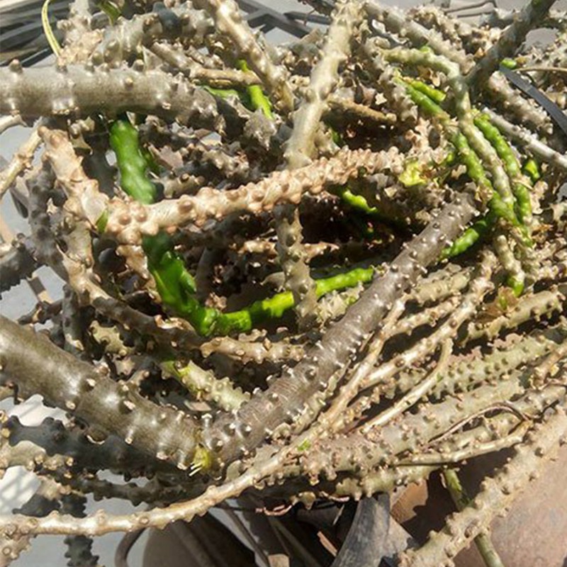 Cây Thần Thông (dây cóc, dây ký ninh) (1kg) - Hàng loại 1