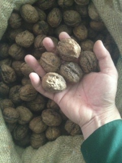 Óc chó tươi -kg