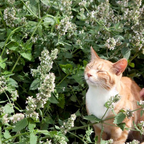 50h Hạt Giống Catnip / Cỏ Mèo (Nepeta cataria)