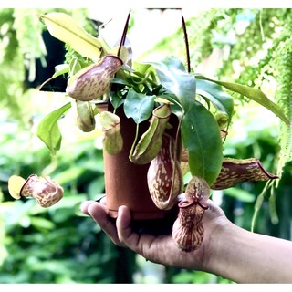 Chậu treo cây Nắp Ấm