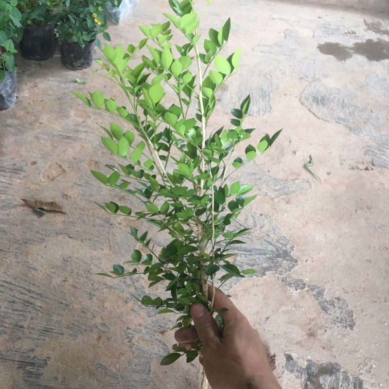 Cây Nguyệt Quế Trồng Bầu Nhỏ Thân Cao Nhiều Ngọn Dễ Chăm Sóc