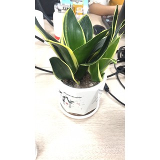 Cây Lưỡi Hổ Viền Vàng Mini