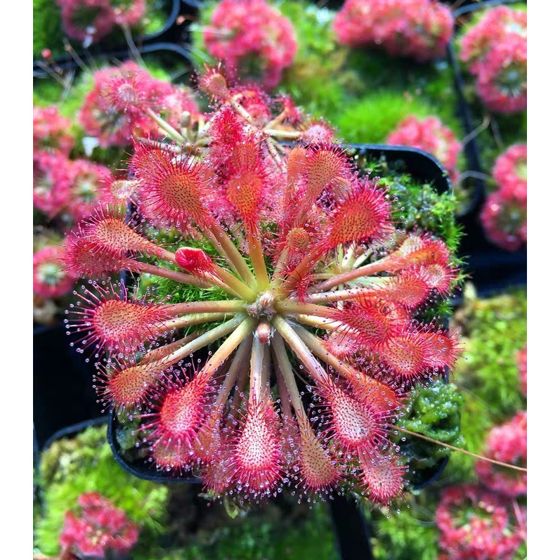 Cây bắt mồi gọng vó Drosera sp Chapada Diamantina Brazil chuyên bắt côn trùng