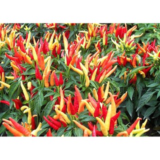 Hạt Giống Ớt Chùm Nhiều Màu - 30 Hạt