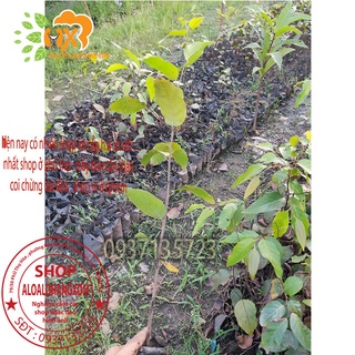 combo 5 cây sao đen -cây giống