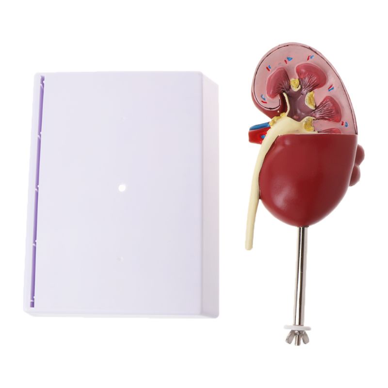 Mô Hình Giải Phẫu Giải Phẫu Giải Phẫu Học Con Người Kích Thước Cuộc Sống Kích Thước S