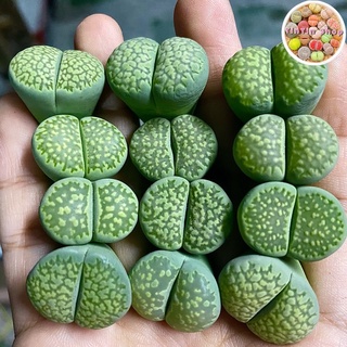 Sen mông,Lithops,thạch lan Xanh 1.8cm