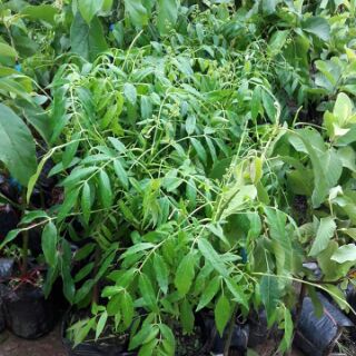CÂY CÓC BAO TỬ THÁI LÙN ( CÂY TRƯỞNG THÀNH 40-80CM)