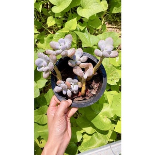 sen đá sỏi Hồng sz 15 cm