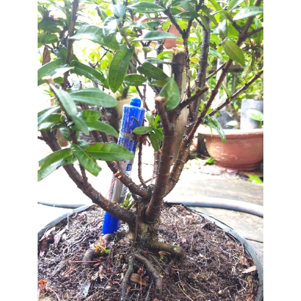 Trang vàng bonsai mini dạng phôi