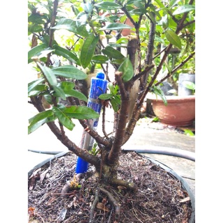 Trang vàng bonsai mini dạng phôi