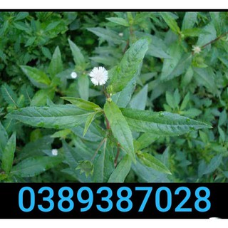 hạt cây nhọ nồi,100 hạt