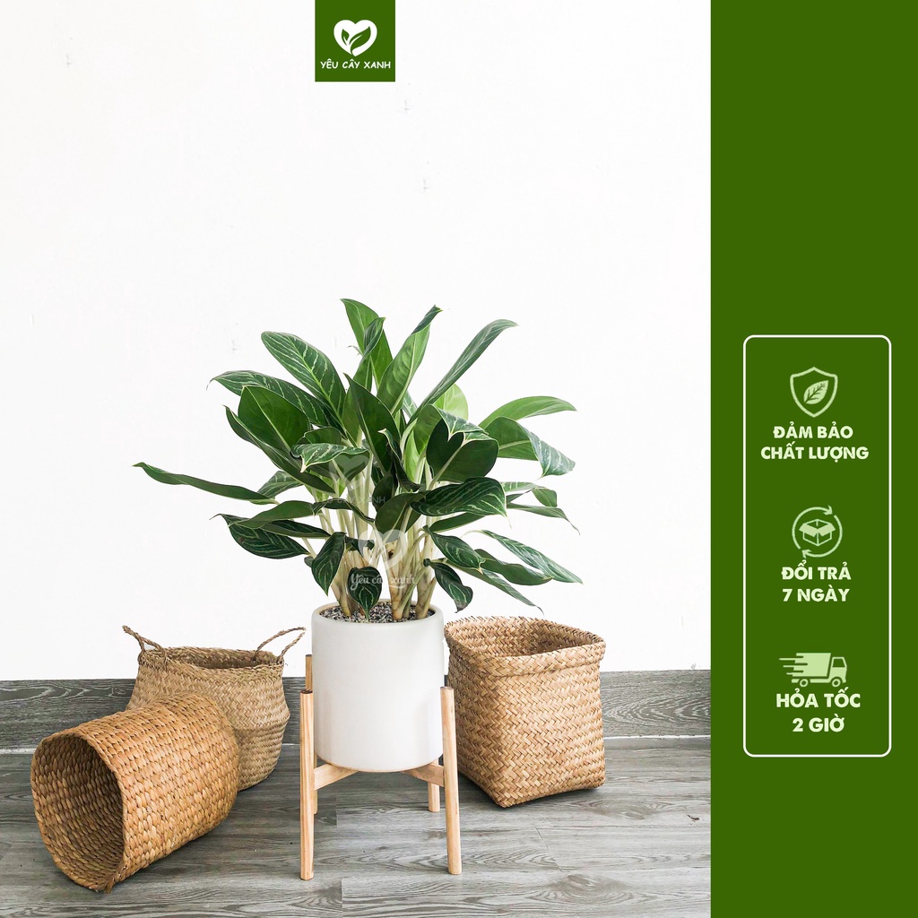 Cây Bạch Mã Hoàng Tử nội thất hợp phong thủy dễ chăm sóc