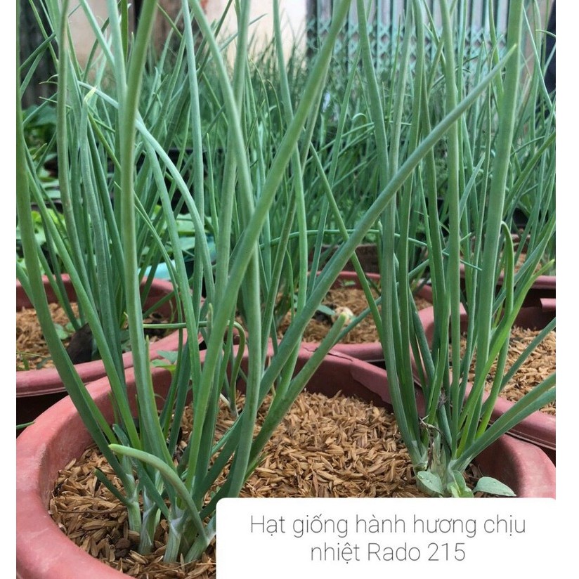 [Seeds] Hạt giống Hành Hương chịu nhiệt, đóng gói 2gr