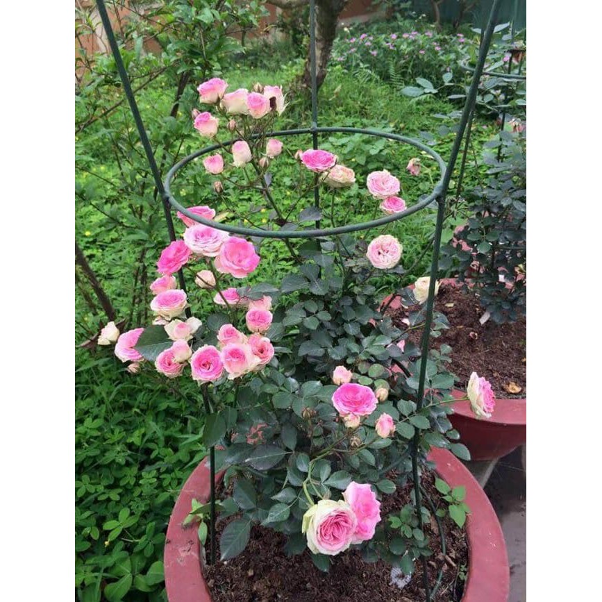 COM BO 5 GỐC HOA HỒNG LEO ĐỦ MÀU