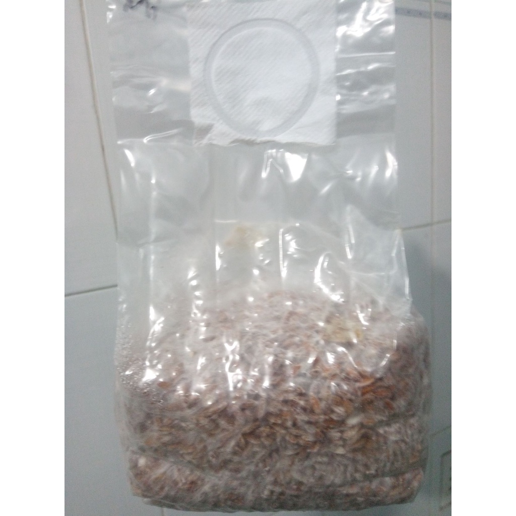 Meo hạt giống nấm hoàng đế (Milky White) (300-500g).