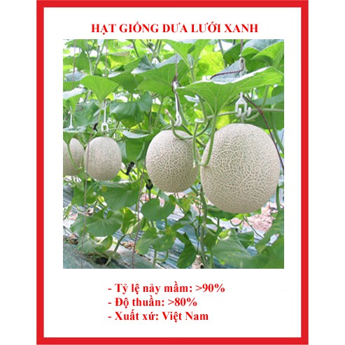 hạt giống dưa lưới xanh gói 20 hạt
