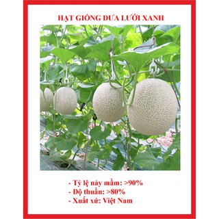 Hạt giống dưa lưới xanh gói 20 hạt