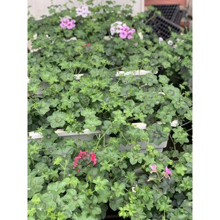 Phân bón vi sinh kích rễ, kích mầm