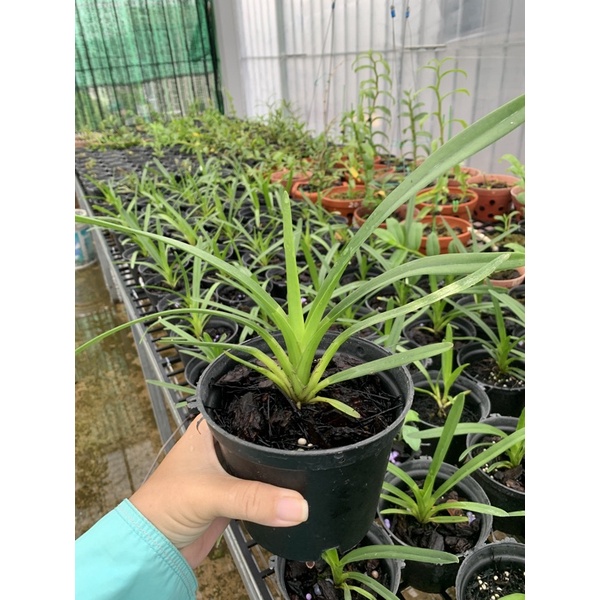 Kiếm xanh huế cây giống gieo hạt