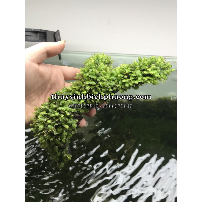 RÊU PHƯỢNG VĨ ĐÀI BÁM LŨA TỰ NHIÊN - BAO GỒM LŨA VÀ RÊU KHI MUA SẢN PHẨM